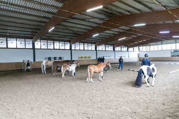 Bild 8 - Pony Akademie Turnier